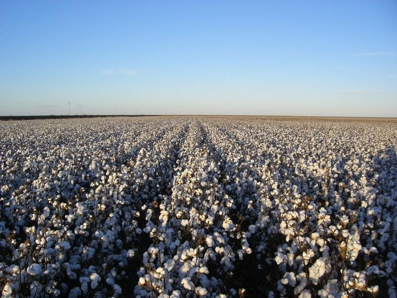 00 Newmarket, Maude Road, Hay NSW 2711