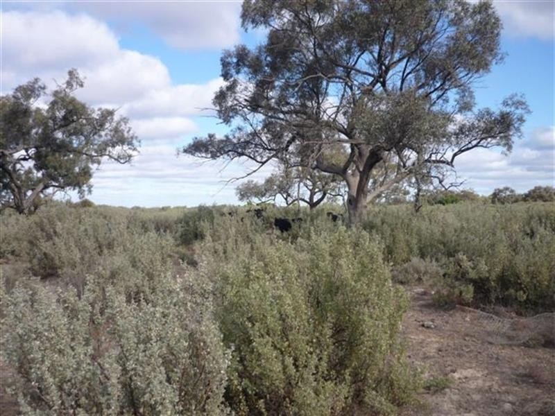 00 Newmarket, Maude Road, Hay NSW 2711