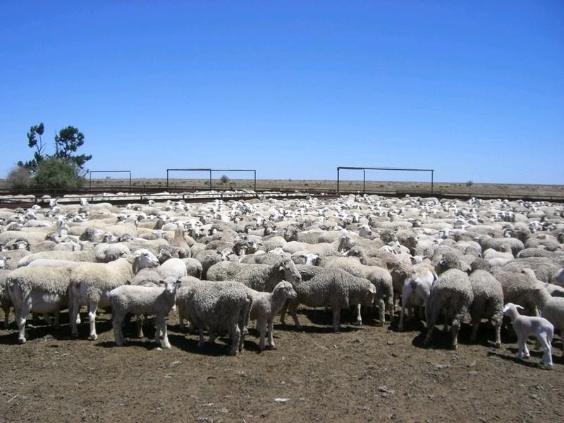 00 Mossgiel Ivanhoe Road, Hillston NSW 2675