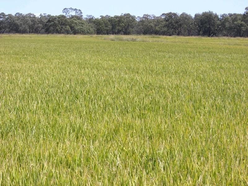 00 Riversdale, Moulamein Road, Deniliquin NSW 2710