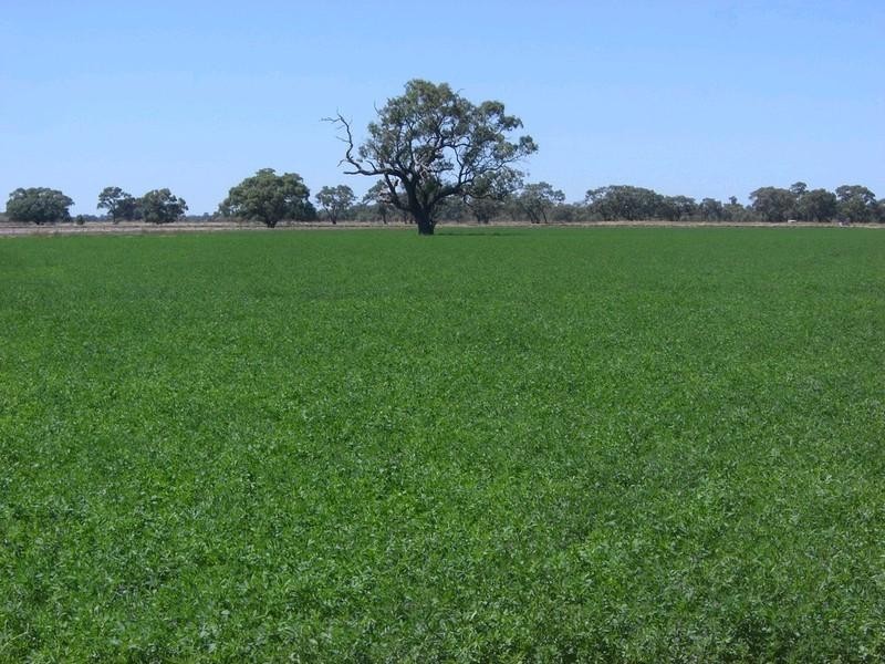 00 Riversdale, Moulamein Road, Deniliquin NSW 2710