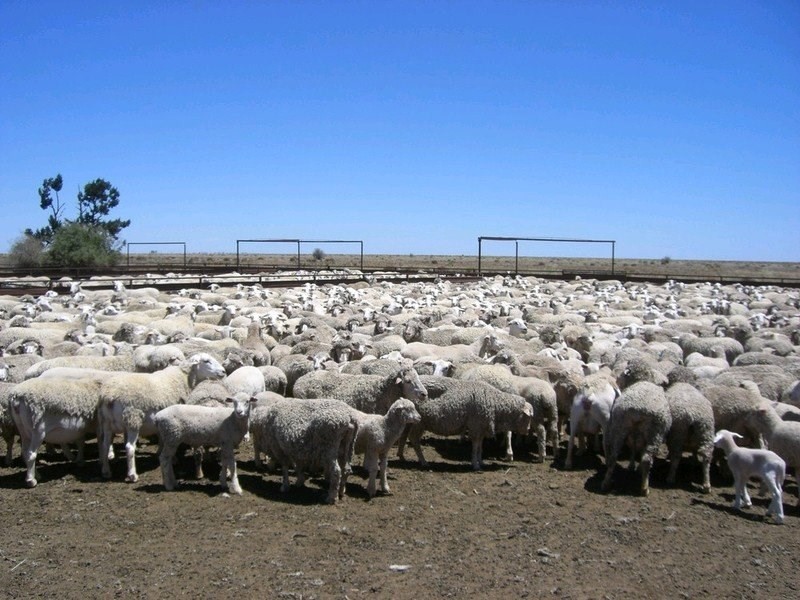 00 Mossgiel Ivanhoe Road, Hillston NSW 2675