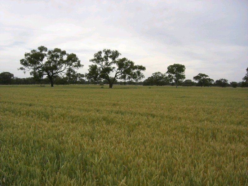 1087 Tueloga Road, Dilpurra NSW 2734