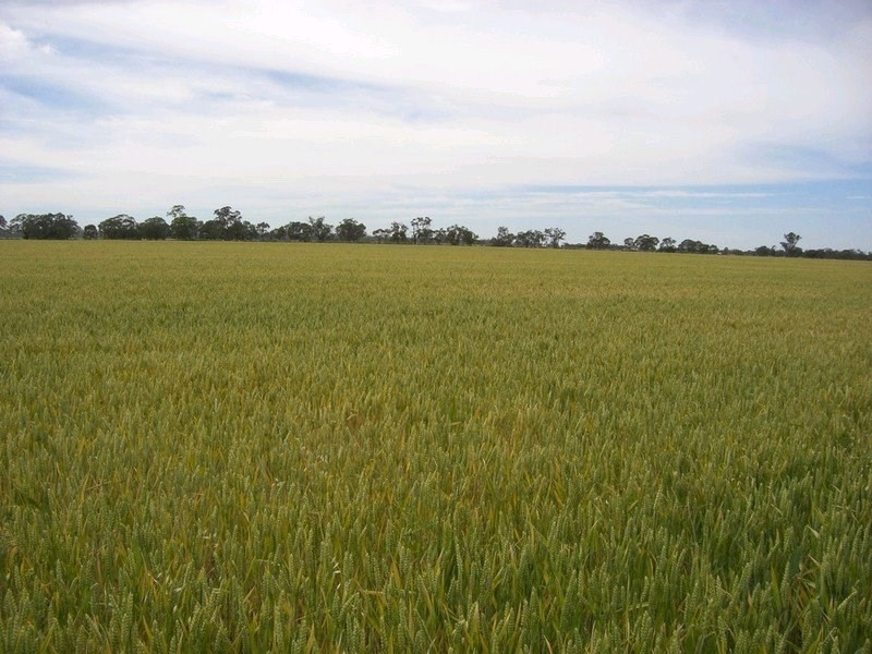 1087 Tueloga Road, Dilpurra NSW 2734