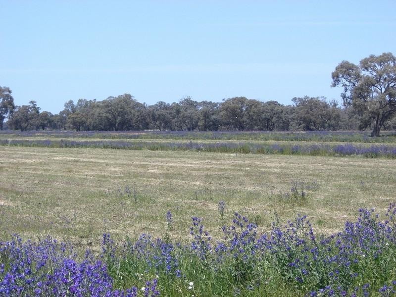 Barham NSW 2732