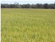 00 Moulamein Road, Deniliquin NSW 2710