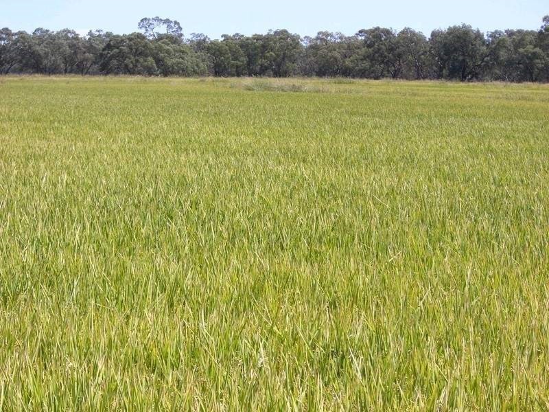 00 Moulamein Road, Deniliquin NSW 2710