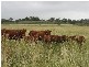 Biddeston QLD 4401