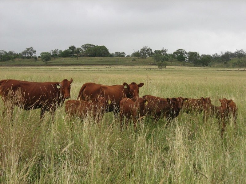 Biddeston QLD 4401