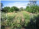 Biddeston QLD 4401