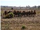 Dalby QLD 4405
