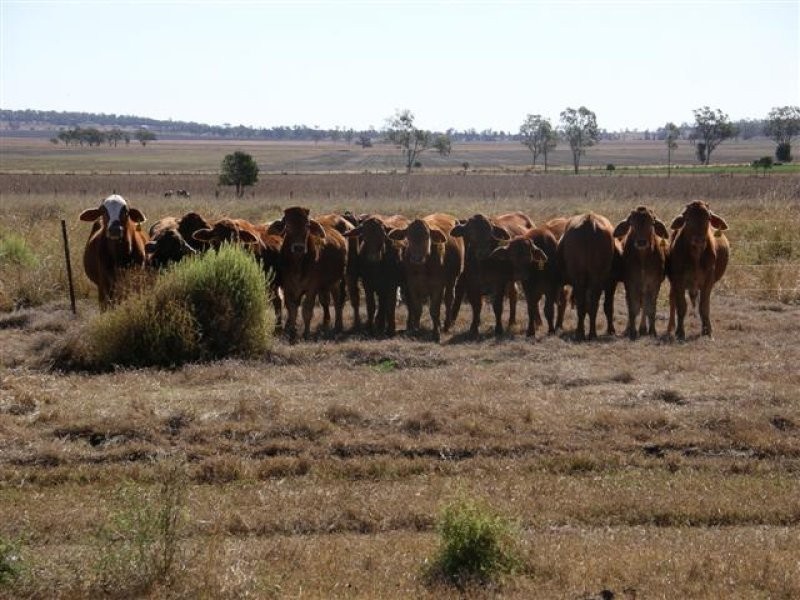 Dalby QLD 4405