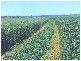 0 Greenfields, Wellcamp QLD 4350