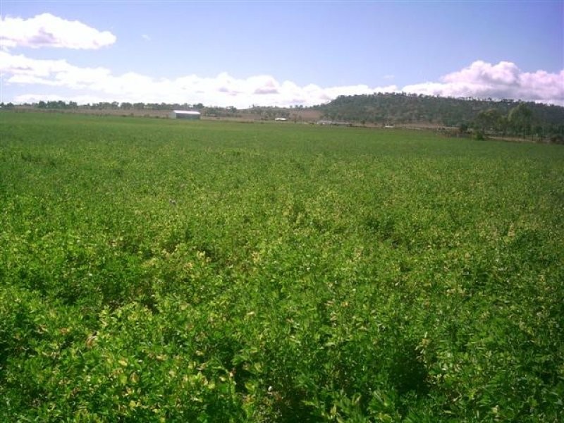Wellcamp QLD 4350