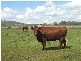 Wellcamp QLD 4350