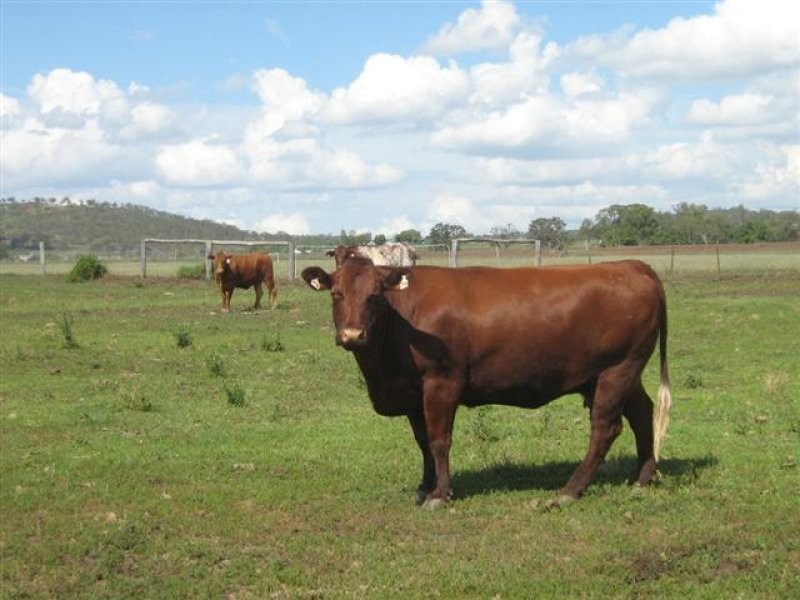 Wellcamp QLD 4350