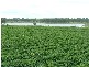 Kumbia QLD 4610
