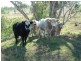 Kulpi QLD 4352