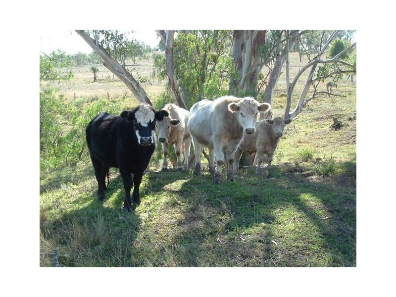 Kulpi QLD 4352