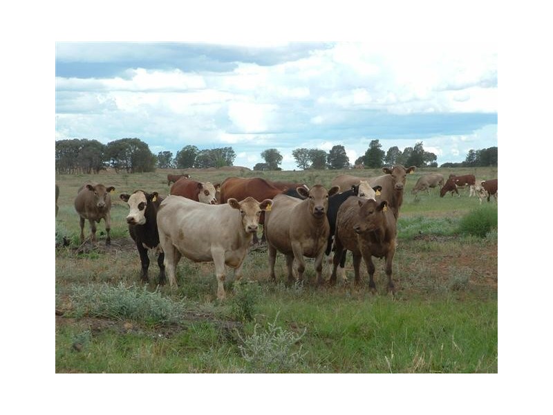 Meandarra QLD 4422