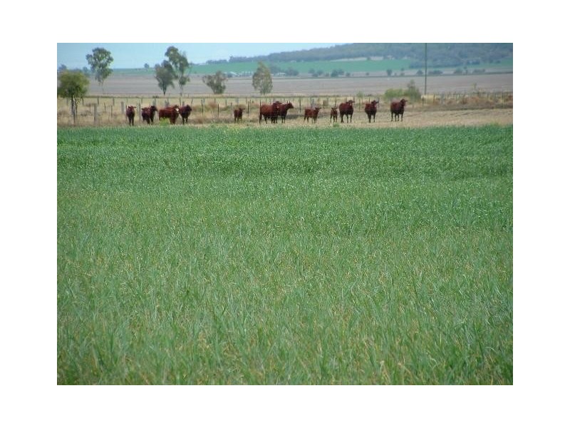 Oakey QLD 4401