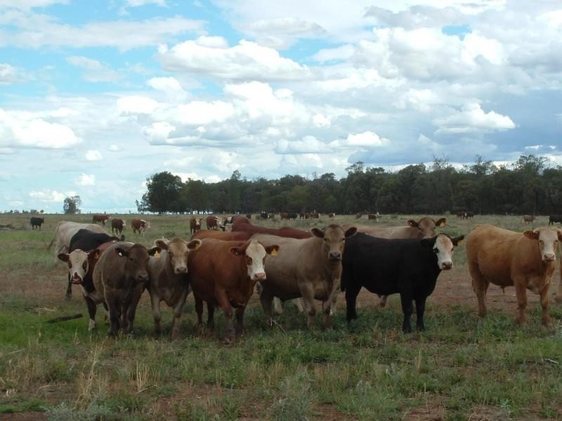 Meandarra QLD 4422