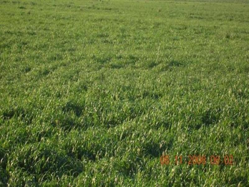 Meandarra QLD 4422