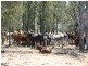 Tara QLD 4421