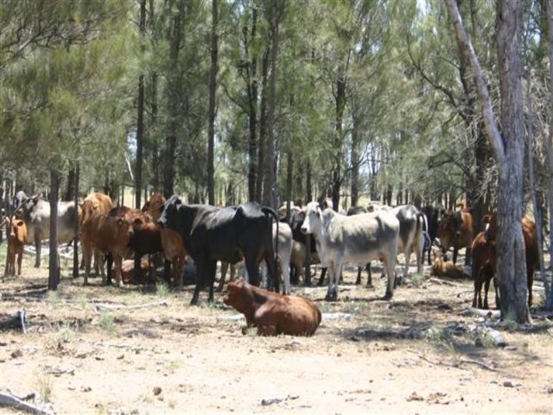 Tara QLD 4421