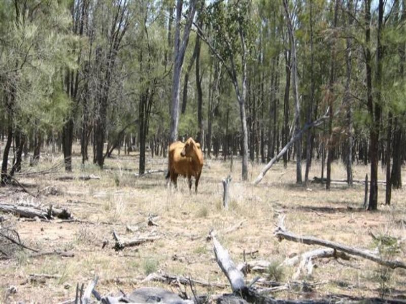 Tara QLD 4421