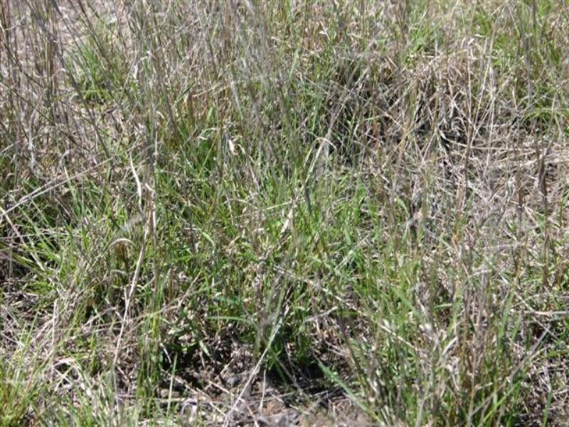 Tara QLD 4421