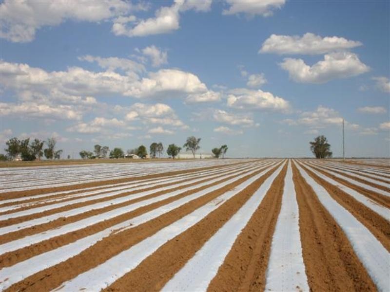 . Wambo Downs, Chinchilla QLD 4413