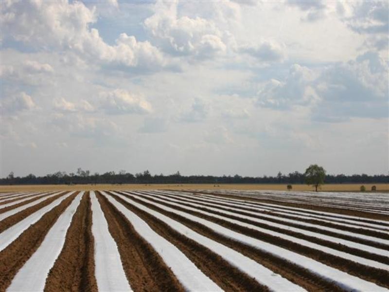 . Wambo Downs, Chinchilla QLD 4413