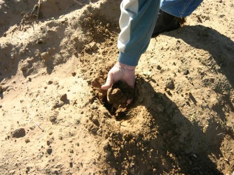 . Wambo Downs, Chinchilla QLD 4413