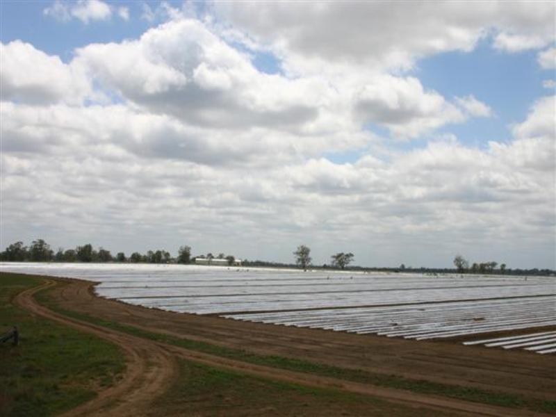 . Wambo Downs, Chinchilla QLD 4413