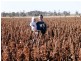 . Rosalie Plains, Oakey QLD 4401