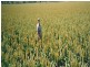 . Rosalie Plains, Oakey QLD 4401