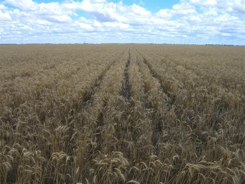 . ‘Thompson’s', Dalby QLD 4405