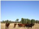 Tara QLD 4421