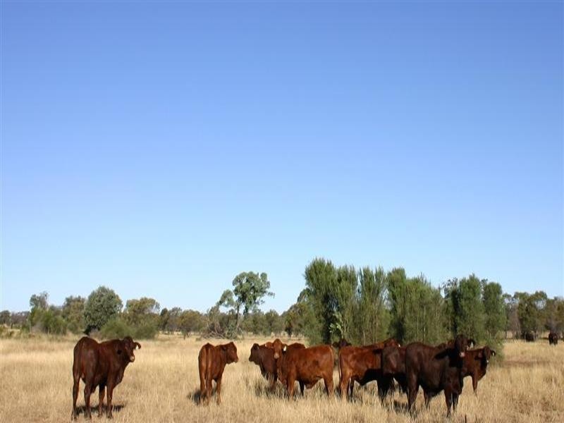 Tara QLD 4421