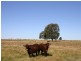 Tara QLD 4421