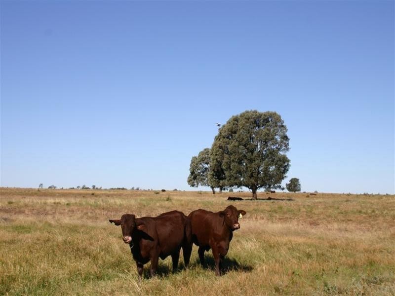Tara QLD 4421