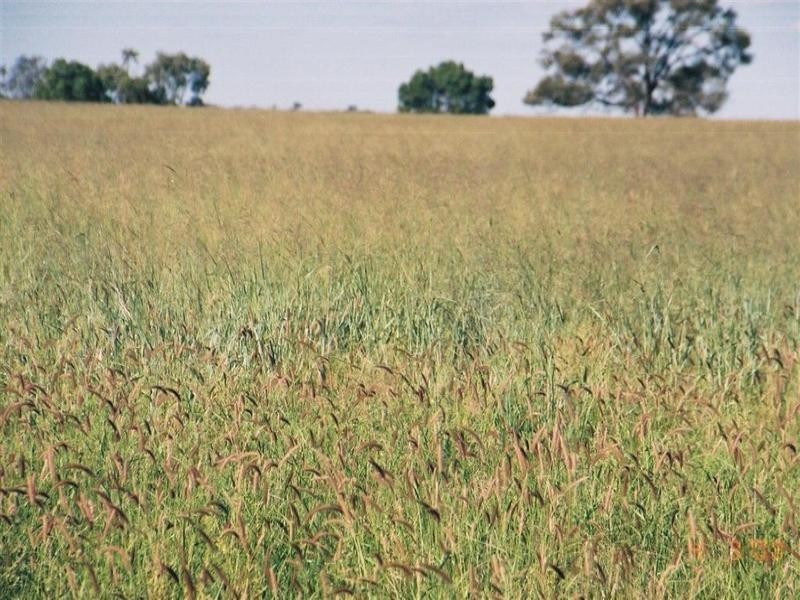 . Turana/Wollambi, Meandarra QLD 4422