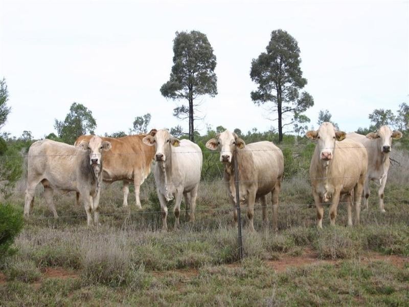 . Turana/Wollambi, Meandarra QLD 4422