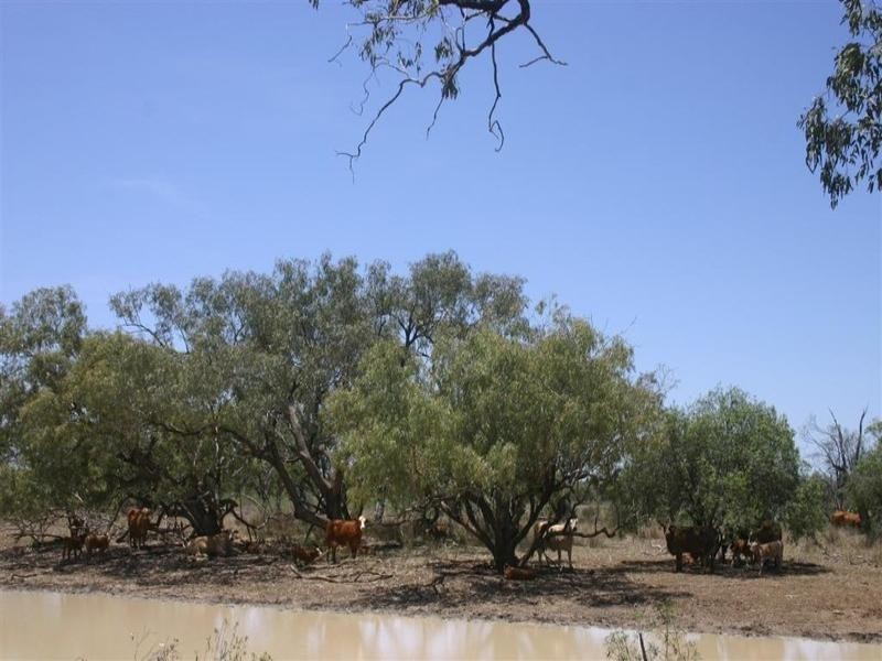 . Whyenbirra, Bollon QLD 4488