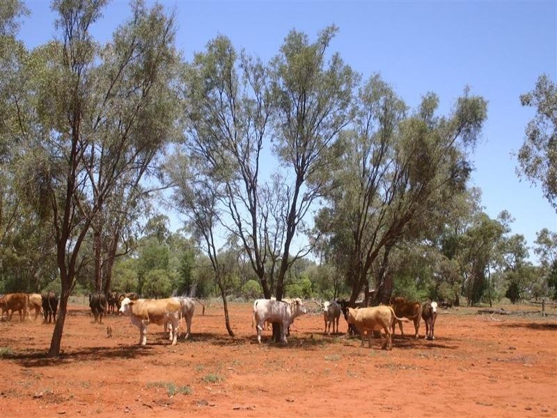 . Whyenbirra, Bollon QLD 4488