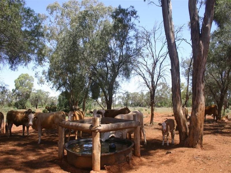 . Whyenbirra, Bollon QLD 4488