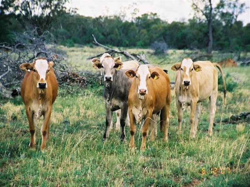 . Boolara, Meandarra QLD 4422