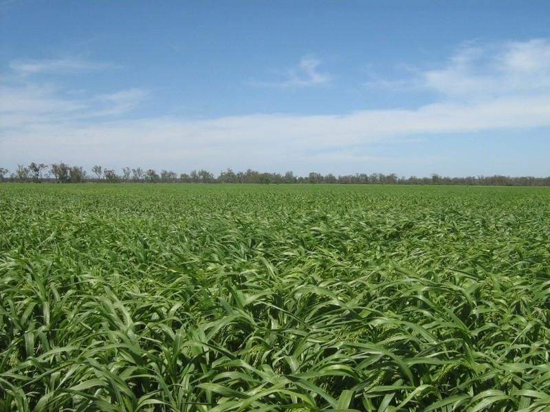 . BRYMAROO, Bowenville QLD 4404