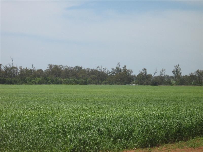 . BRYMAROO, Bowenville QLD 4404